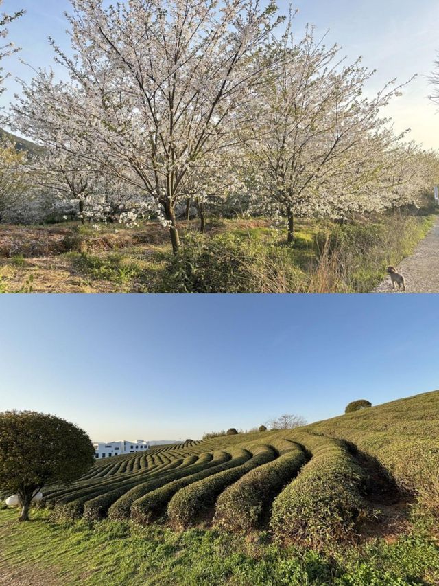 未迟·心池樱花谷|隱藏於百畝茶園中的白房。