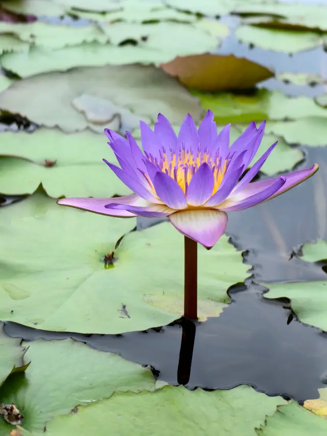 蓮花。