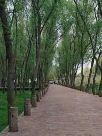 江蘇南京｜魚嘴濕地公園。