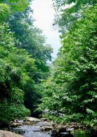 斗篷山｜距離城市最近的原始林區之一。