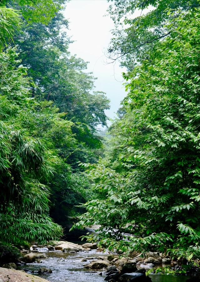 斗篷山｜距離城市最近的原始林區之一。