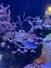 The Super Family Friendly Sumida Aquarium, The Wonders Of the Deep In Tokyo!