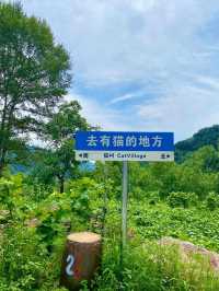 保定貓村｜去有貓的地方。