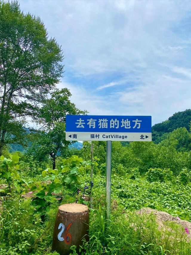 保定貓村｜去有貓的地方。