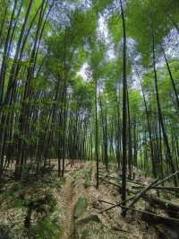 重慶璧山區 | 金劍山森林公園 | 適合帶上家人活動的公園。