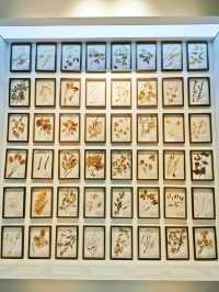 中國關藥博物館。