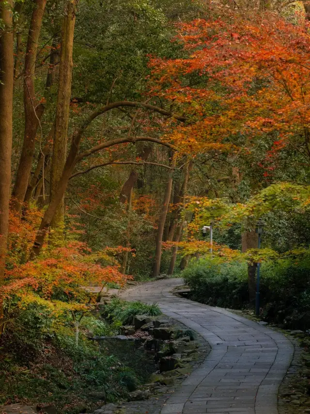 One of the most beautiful parks in Hangzhou every autumn.