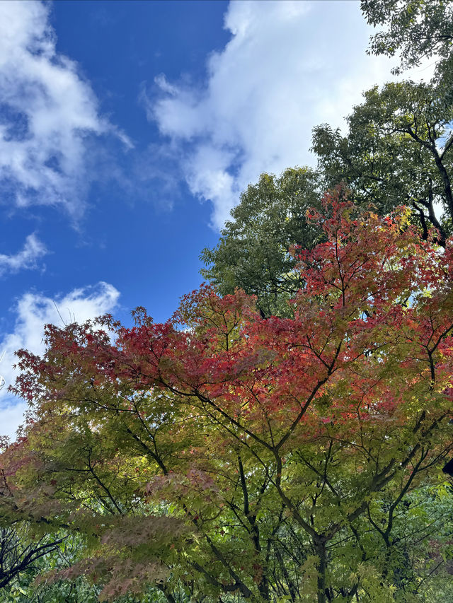 龍潭楓情春城的怡人秋日景色。