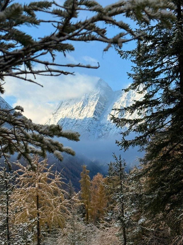 四川阿壩四姑娘山︱蜀山皇后的秋色。