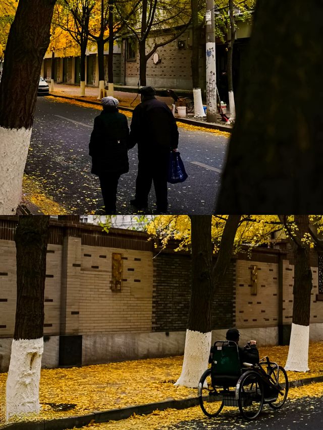 成都錦繡巷銀杏‖周末賞秋打卡避坑攻略。 成都錦繡巷銀杏‖周末賞秋打卡避坑攻略。