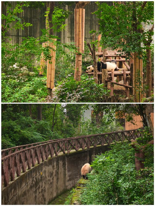 熊貓基地真的有淡季嗎？