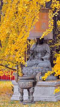來西安不比打卡觀賞千年古觀銀杏樹。
