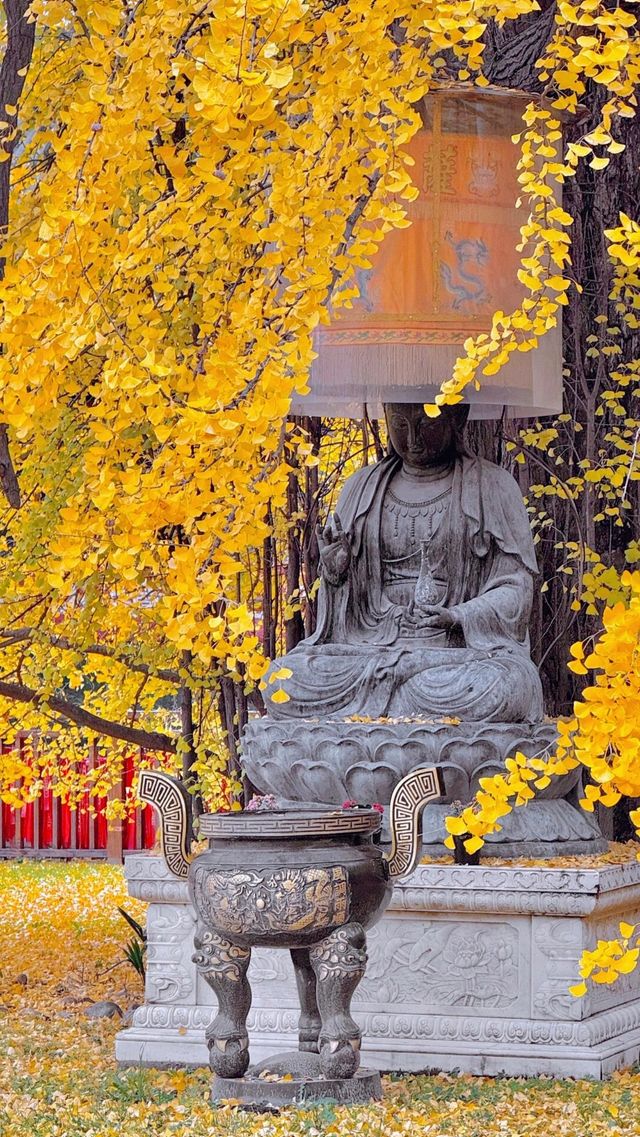 來西安不比打卡觀賞千年古觀銀杏樹。