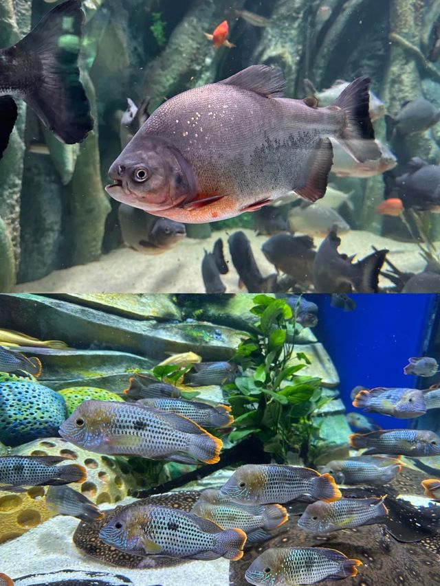 小梅沙海洋世界