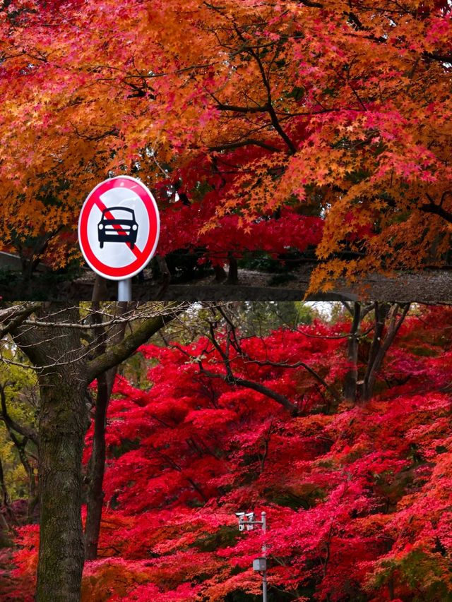 南京中山植物園|正式宣佈進入最佳觀賞期