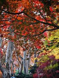 這個公園可不止這棵神樹