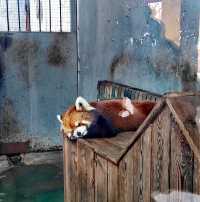 最會迎賓的熊【瀋陽森林動物園】