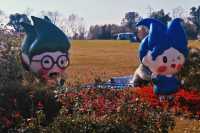打卡濱江森林公園滈園