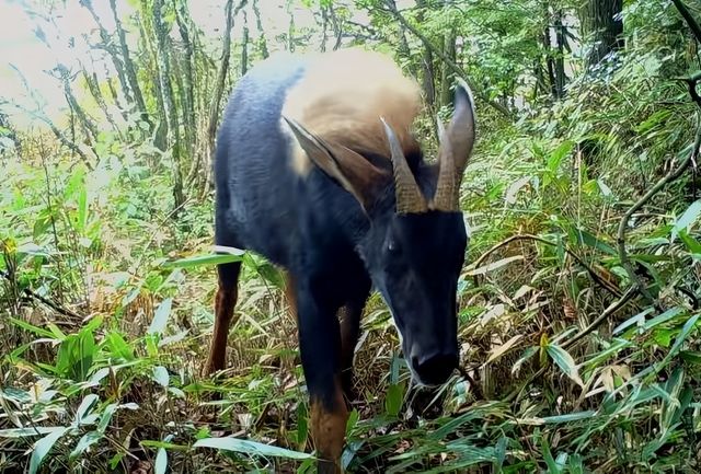 秦嶺一級保護動物（2）