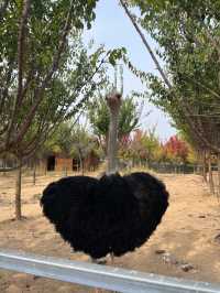 【衝啊】南陽野生動物園，零距離接觸大自然