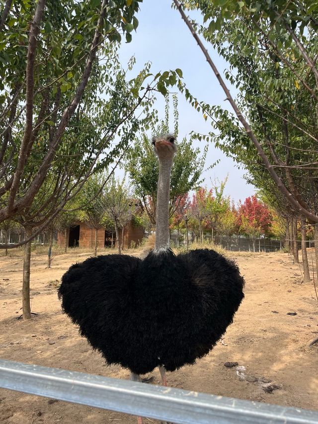 【衝啊】南陽野生動物園，零距離接觸大自然