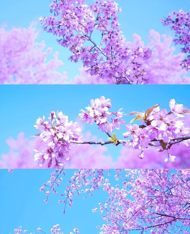 無量山櫻花谷冬日浪漫