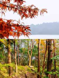 漫步湖畔綠道：享受悠閒時光