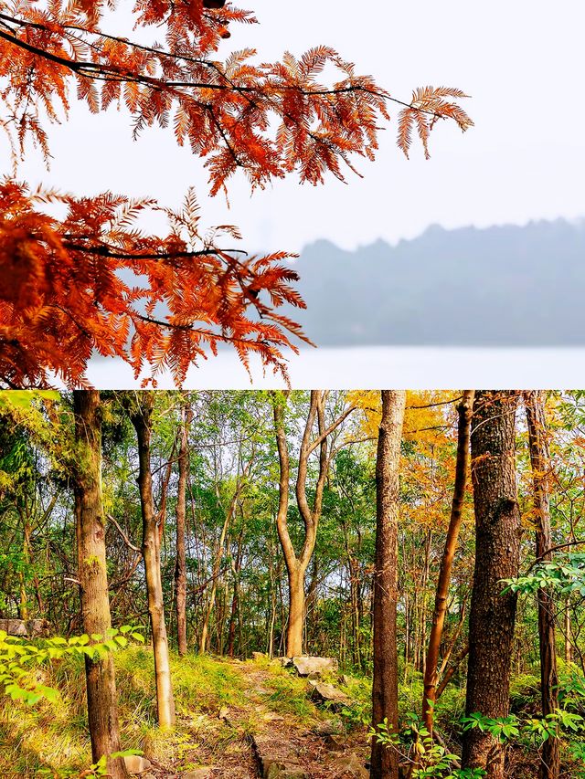 漫步湖畔綠道：享受悠閒時光