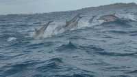Sri Lanka Whale Watching Guide: Experience the Majestic Whales