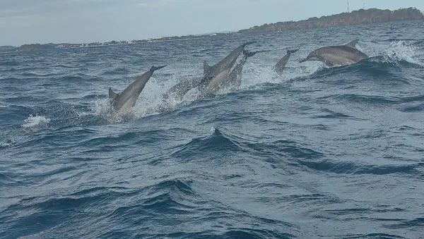 Sri Lanka Whale Watching Guide: Experience the Majestic Whales