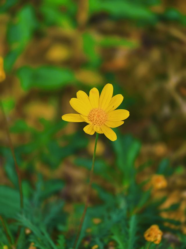 蘇州冬季旅行之金雞湖桃花島