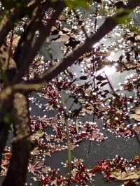 今年來晚了 紅園 可你還是那麼美
