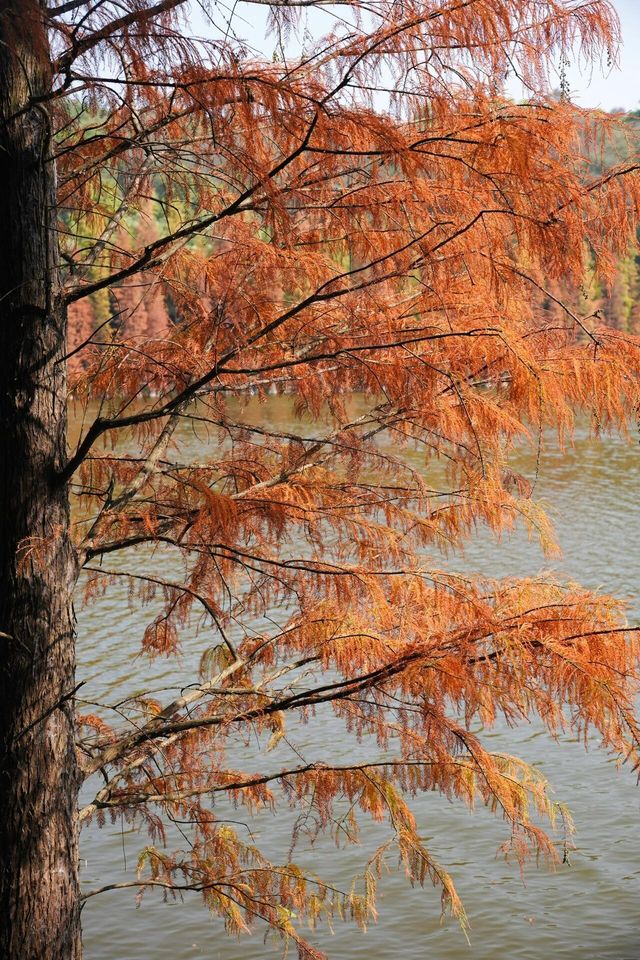 佛山三水森林公園