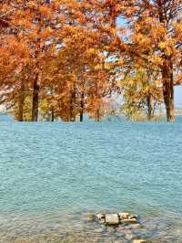 廣州周邊遛娃北江南岸公園落羽杉紅了