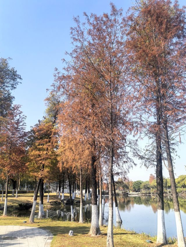 廣州生物島：水墨園的落羽杉