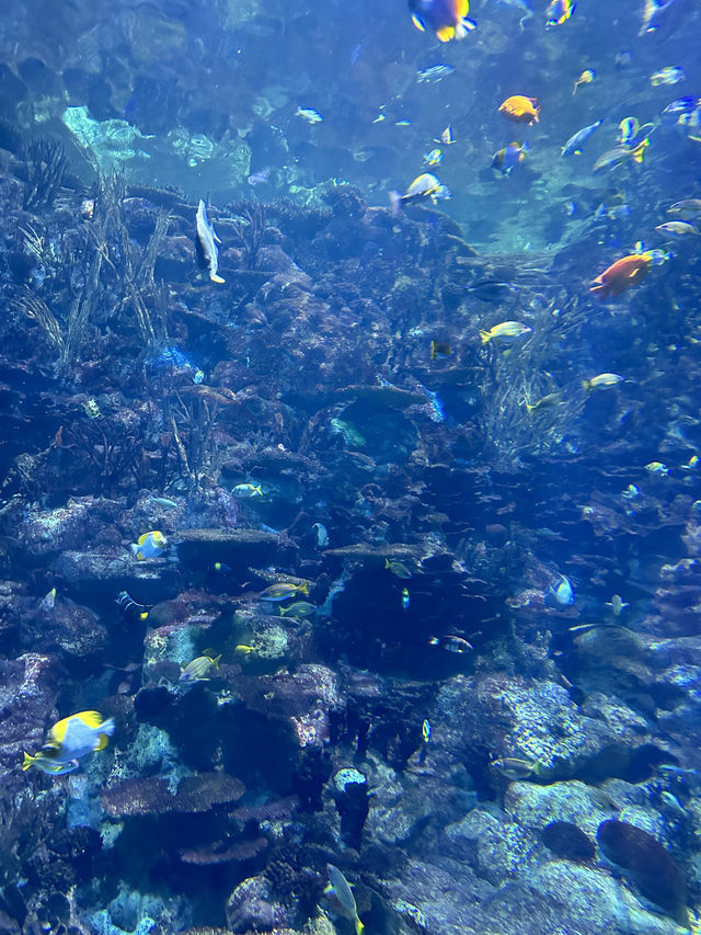 Hong Kong Ocean Park Travel Guide