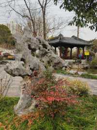 小眾公園有臘梅展