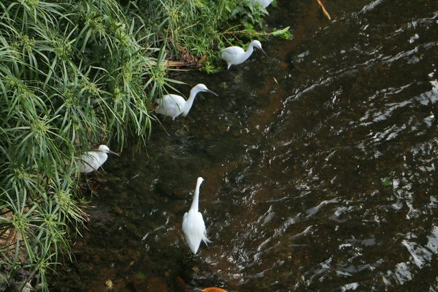 在洪湖公園，與白鷺不期而遇