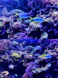 沉浸式體驗休斯頓DOWNTOWN水族館