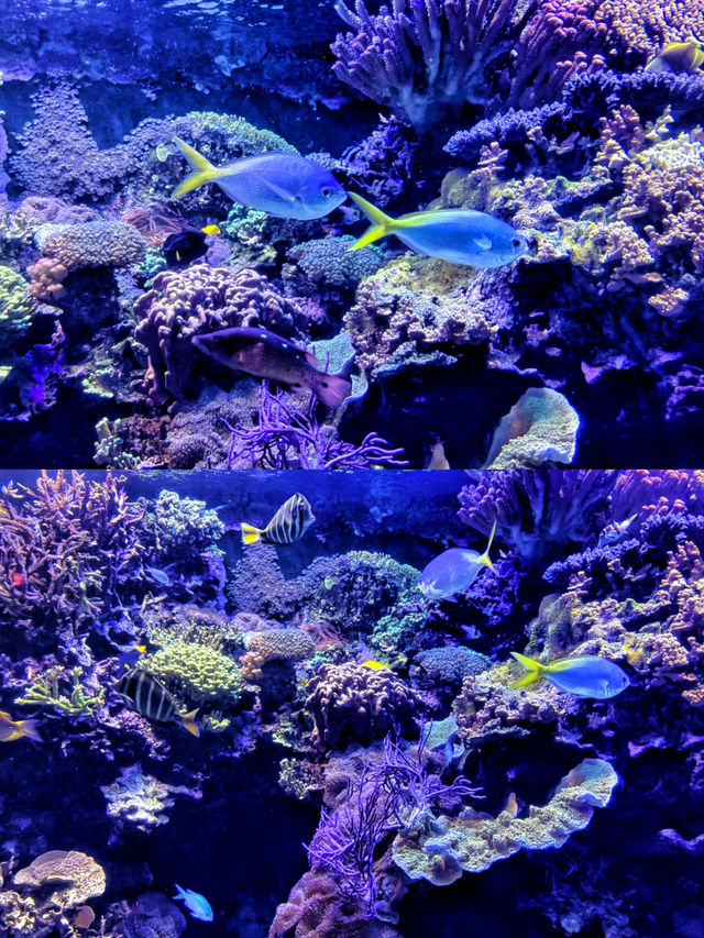 沉浸式體驗休斯頓DOWNTOWN水族館