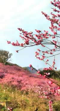 重慶｜紅岩上紅梅開