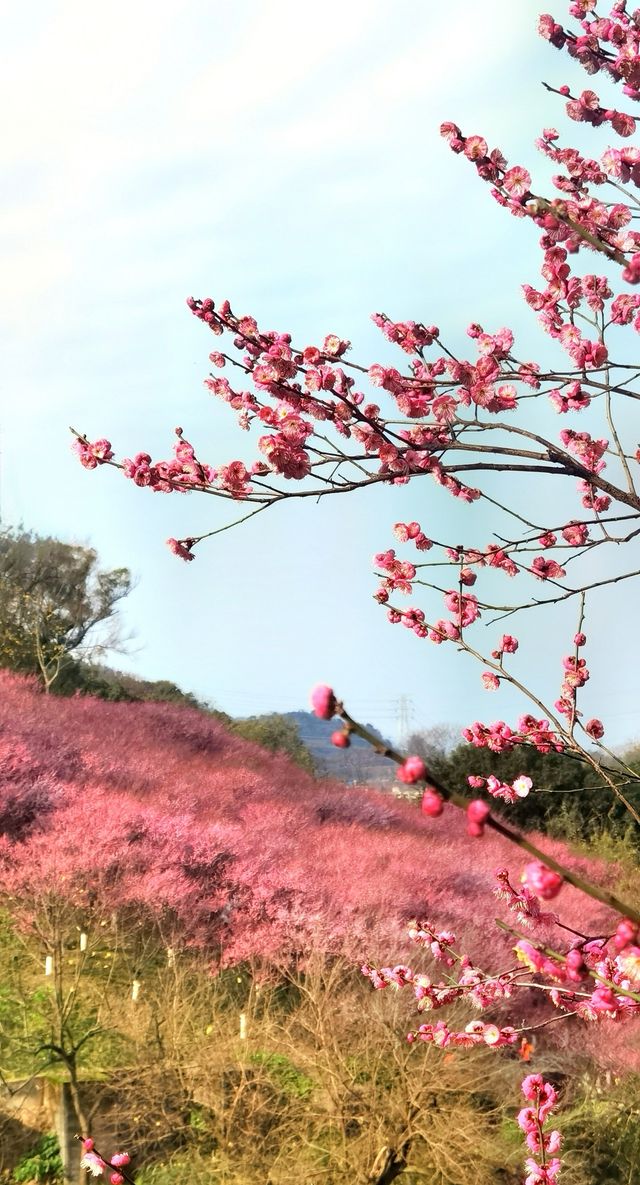 重慶｜紅岩上紅梅開