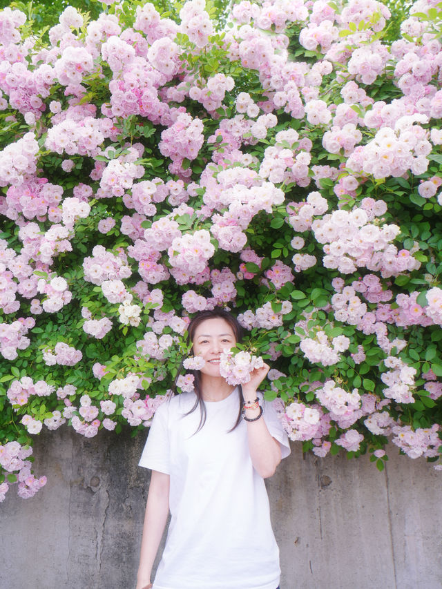 已經在期待上海的春天了｜18個賞花好去處，衝！