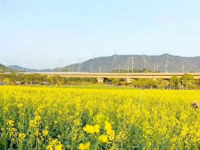 深圳賞花好去處！油菜花、月季花開得太好啦！