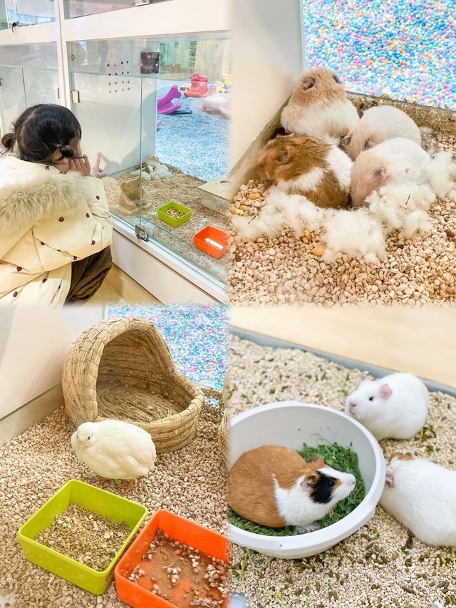 成都1h！水豚遛娃寶藏地～