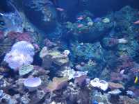 100個海洋館&動物園計劃~深圳小梅沙海洋世界