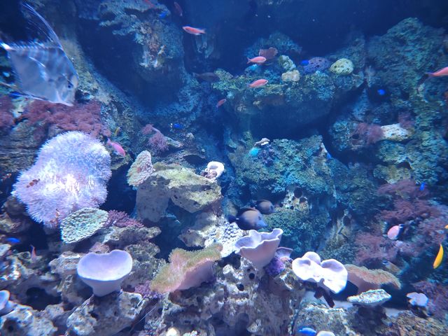 100個海洋館&動物園計劃~深圳小梅沙海洋世界 100個海洋館&動物園計劃~深圳小梅沙海洋世界