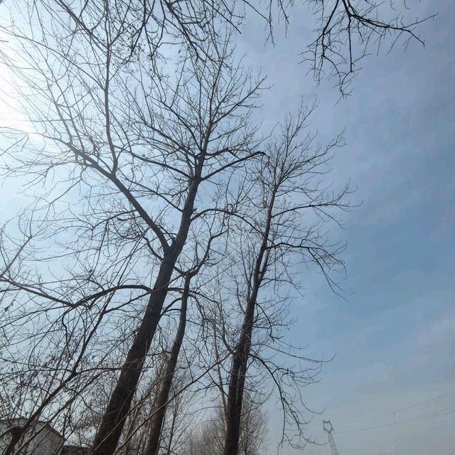 我的老家，春天里的麦田