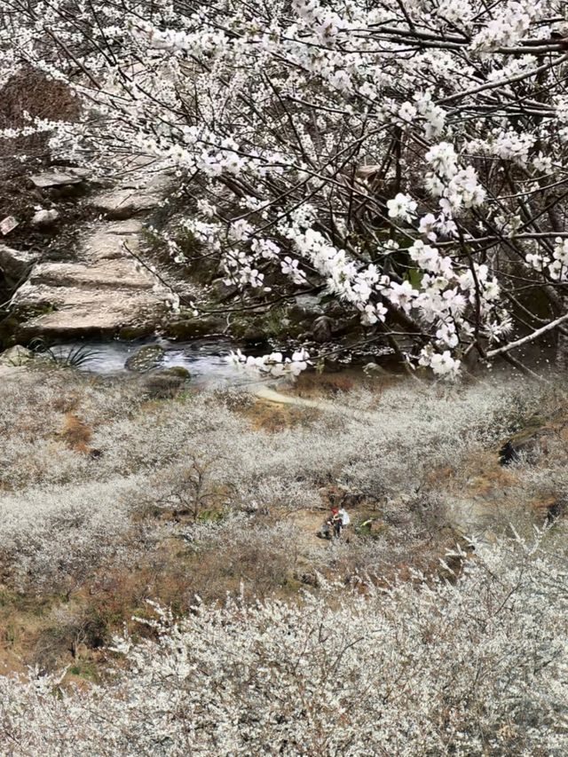 免費廣州0元賞梅花天花板