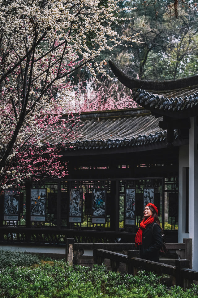成都｜呢個公園免費賞梅！地鐵直達！